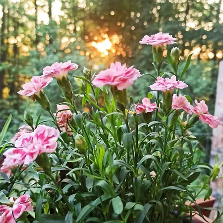 Lorien - Wynajem Domkow Letniskowych Holiday home Roczyny