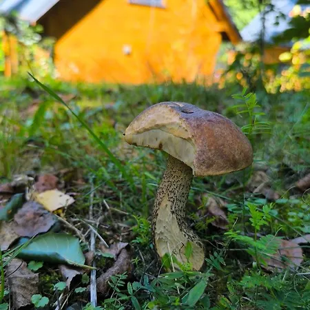 Lorien - Wynajem Domkow Letniskowych * Roczyny